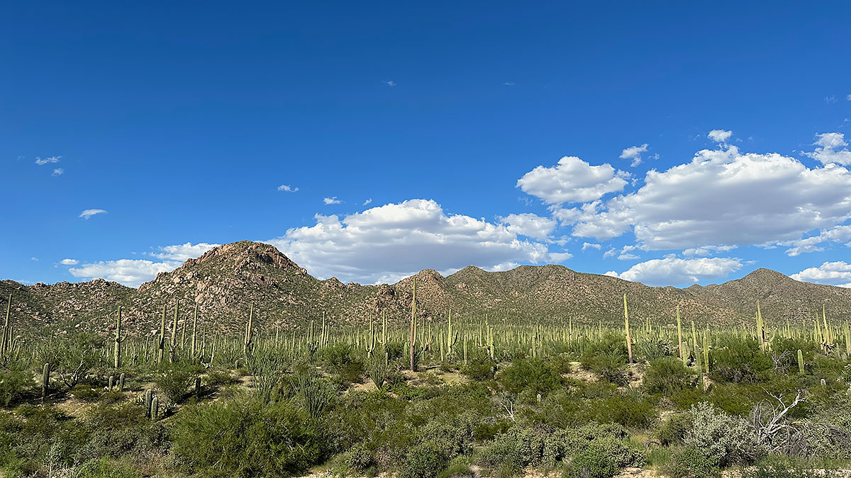 Le désertde Sonora - Tucson